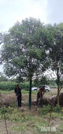 14公分大叶女贞