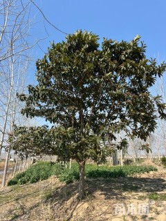 15公分枇杷