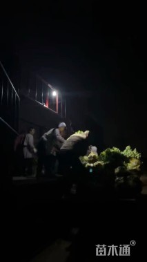 高度40厘米海桐