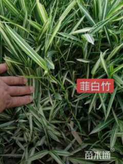 地栽苗菲白竹