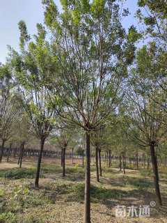 15.5公分国槐