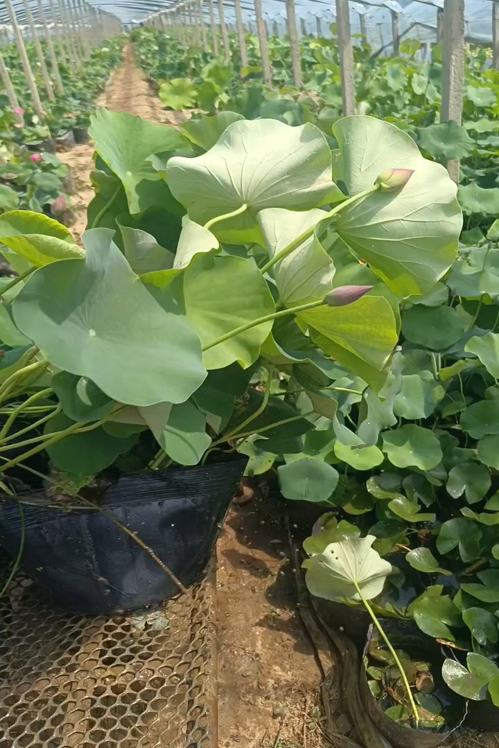 高度80厘米荷花
