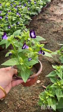 高度15厘米夏堇