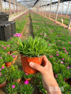 高度5厘米欧石竹