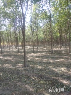 10000厘米速生白蜡