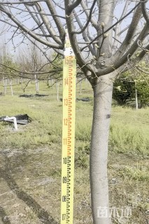 8公分欧洲小叶椴