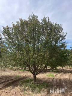 24公分北美海棠