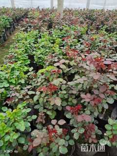 高度45厘米丰花月季小苗