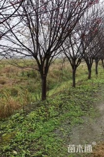 12公分紫叶李