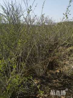 高度200厘米蜡梅