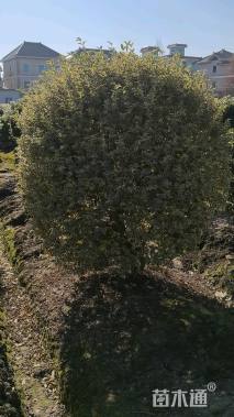 冠幅130厘米银姬小蜡球