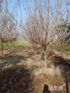 高度250厘米丛生黄栌