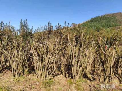 高度100厘米映山红