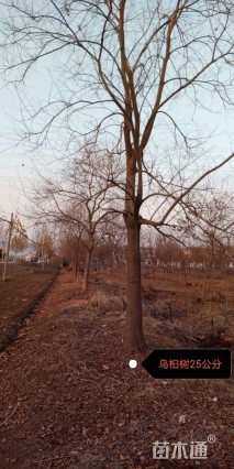 30公分乌桕