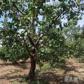22公分杏树