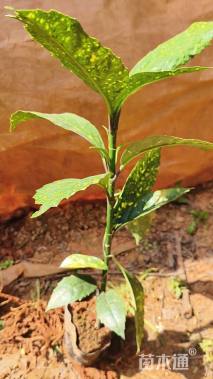 高度30厘米洒金珊瑚