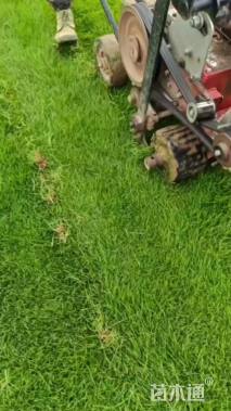 草卷状早熟禾草