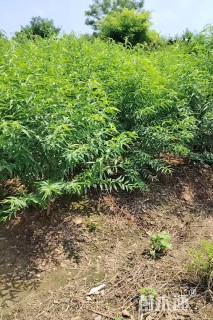 2公分山桃