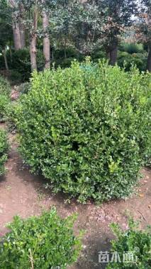 冠幅180厘米瓜子黄杨球