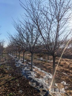 12公分染井吉野樱