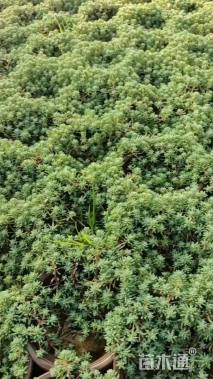 高度5厘米中华景天