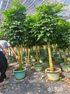 5公分绿宝树