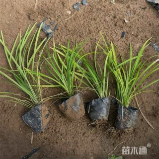 高度22厘米兰花三七草