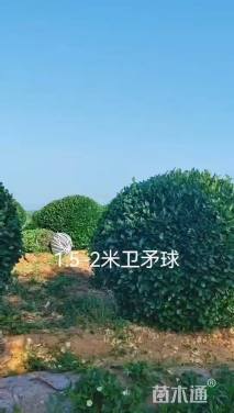 冠幅200厘米卫矛球