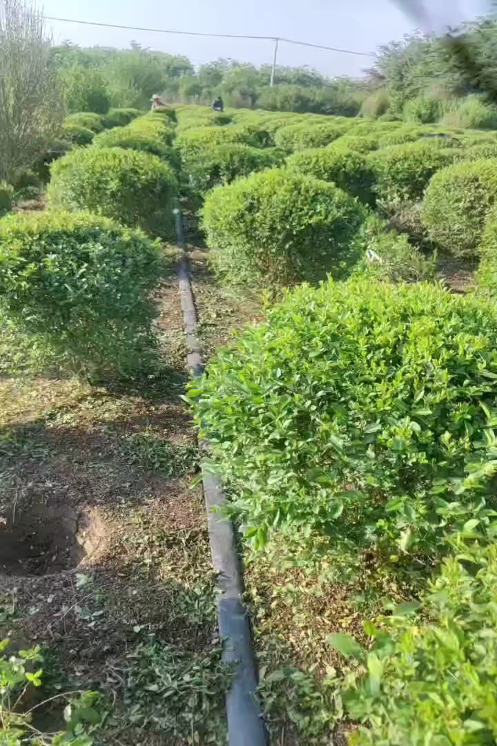 冠幅80厘米小叶女贞球