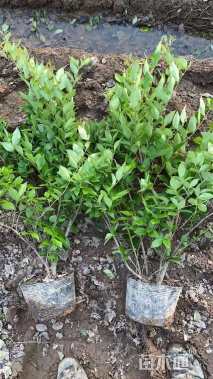 高度60厘米金森女贞