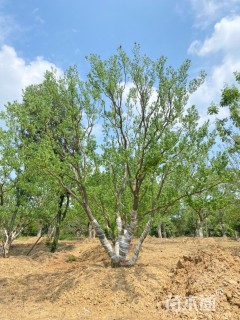 45公分(5杆)丛生乌桕