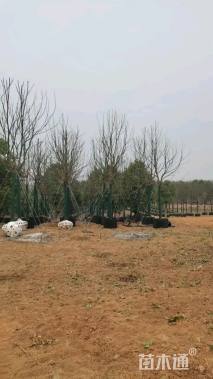 17公分香樟