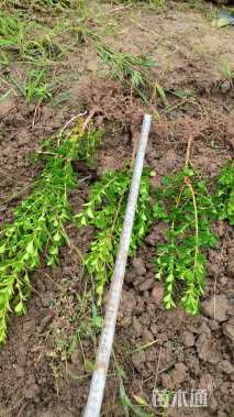 高度35厘米小叶黄杨