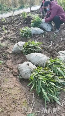 高度30厘米翠芦莉