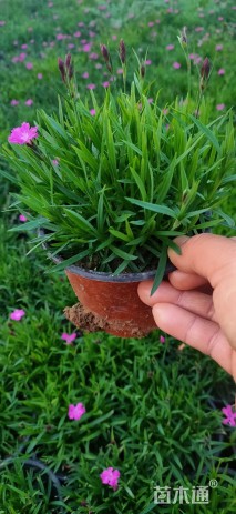 高度20厘米欧石竹
