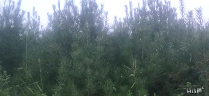 高度2000厘米白皮松