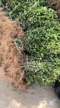 高度35厘米豆瓣黄杨