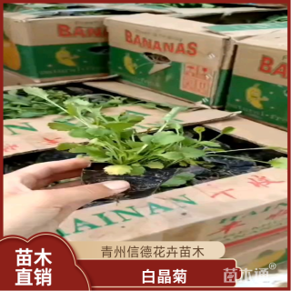 高度10厘米白晶菊
