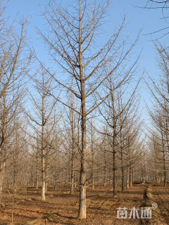 25公分嫁接银杏