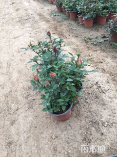 高度20厘米月季