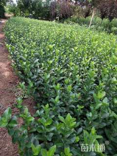 高度40厘米大叶黄杨小苗