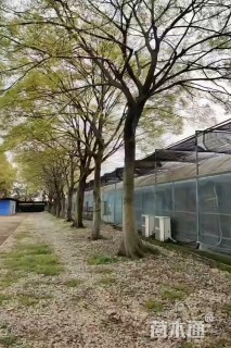 50公分朴树