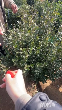 冠幅100厘米卫矛球