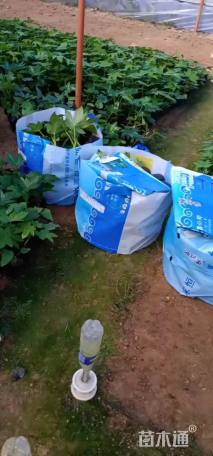 高度30厘米八角金盘小苗