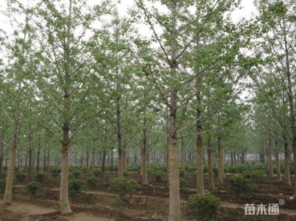 50公分银杏