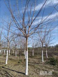 11公分绿叶复叶槭