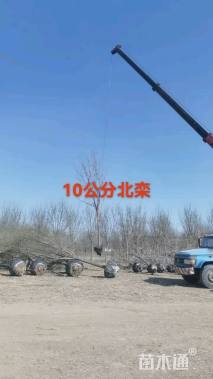 10公分北栾