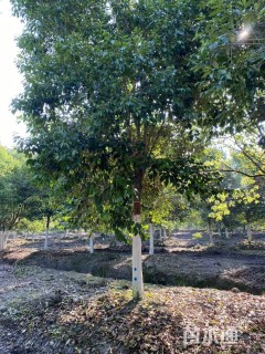 15公分大叶女贞