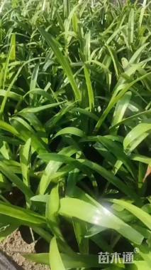 高度30厘米百子莲