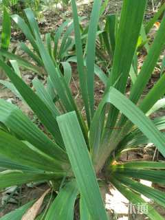 高度30厘米黄花鸢尾